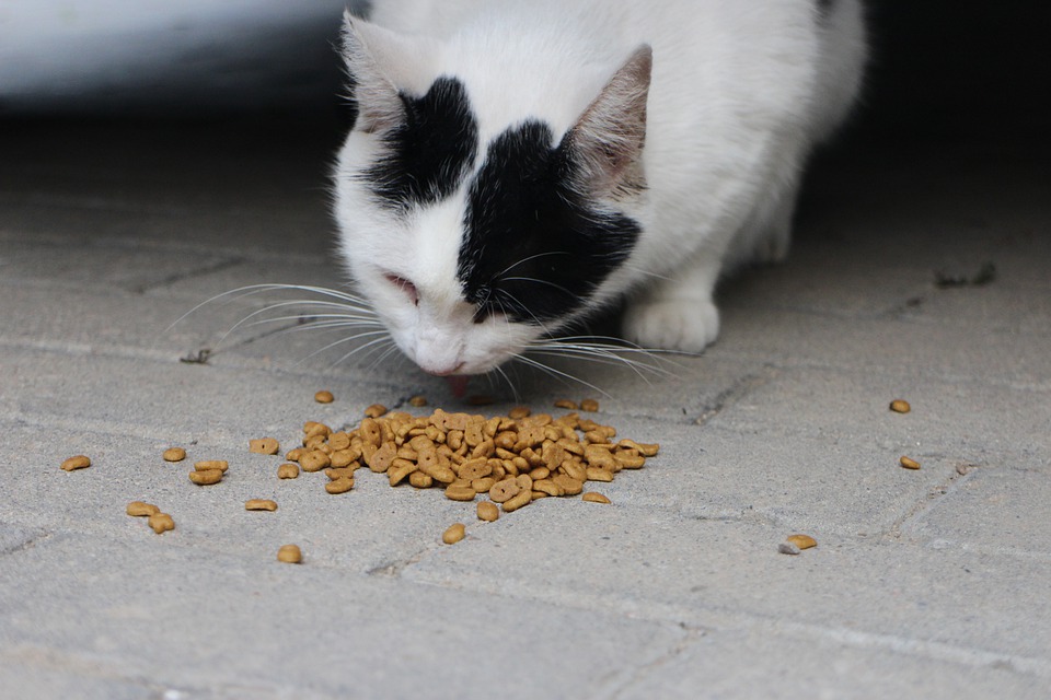 quels sont les meilleures croquettes pour chat